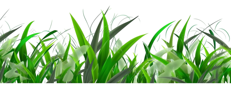 叶子图片,清新元素,户外PNG,自然免抠素材